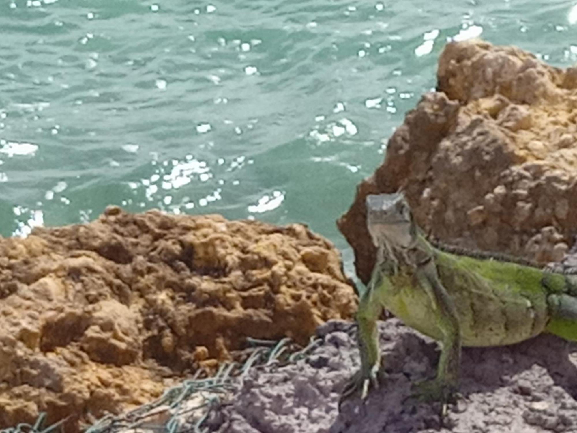Les Pieds Dans L'Eau Chez Syl Lägenhet Le Moule Exteriör bild